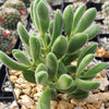 Crassula congesta