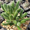 Crassula congesta