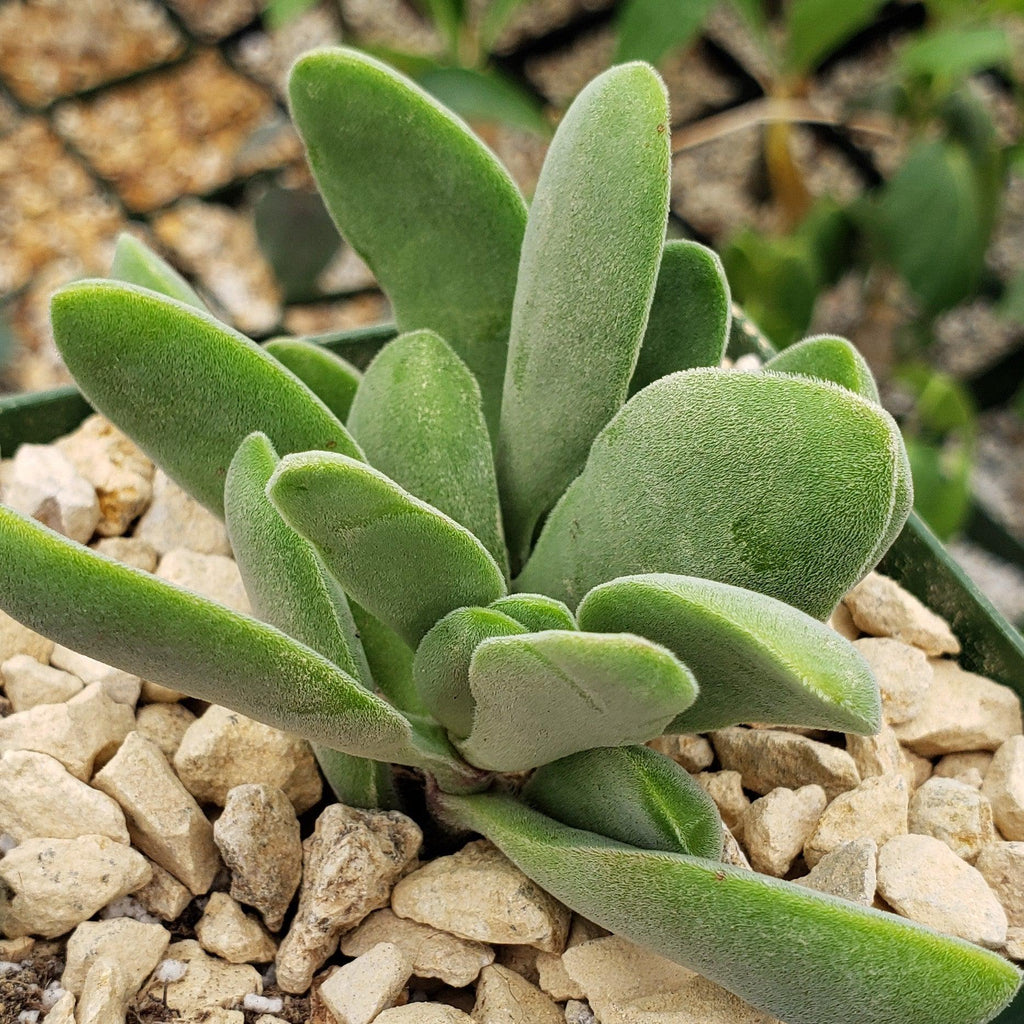 Crassula Cephalophora