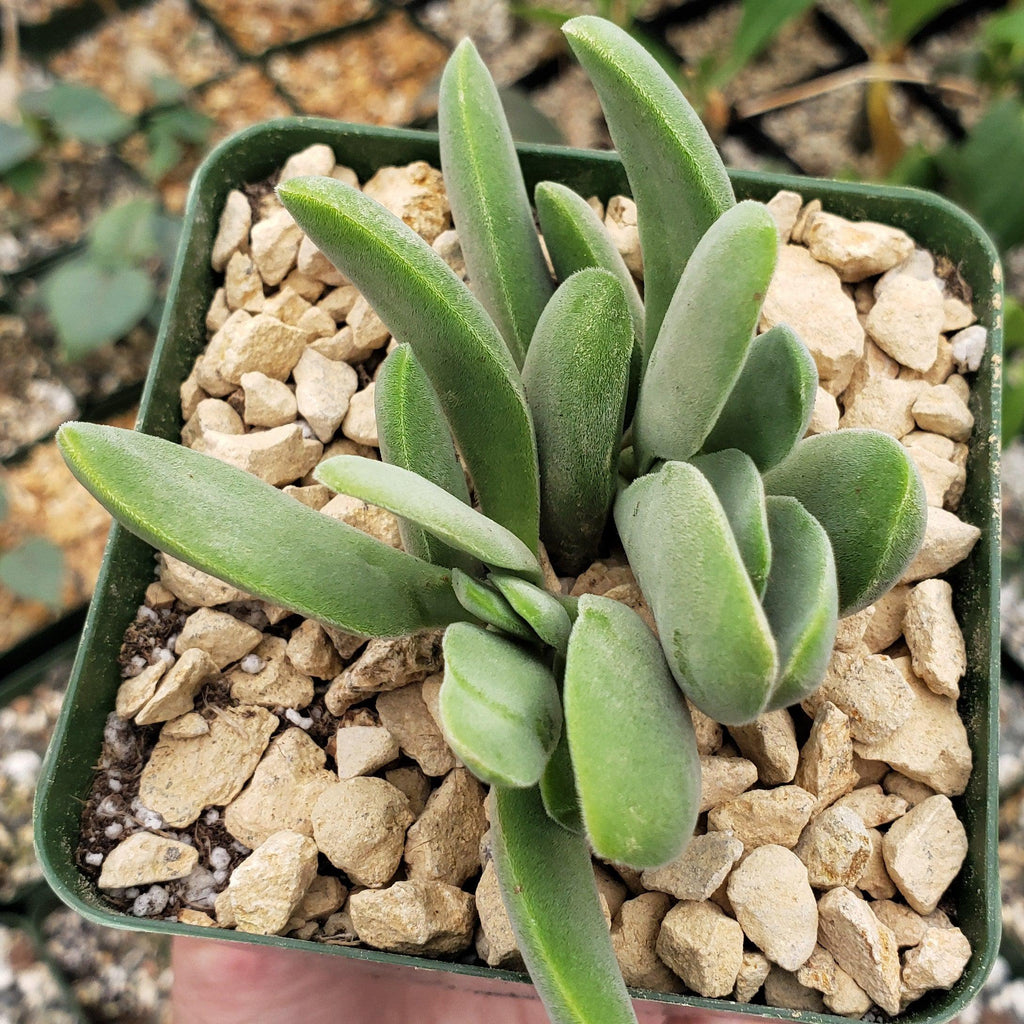 Crassula Cephalophora