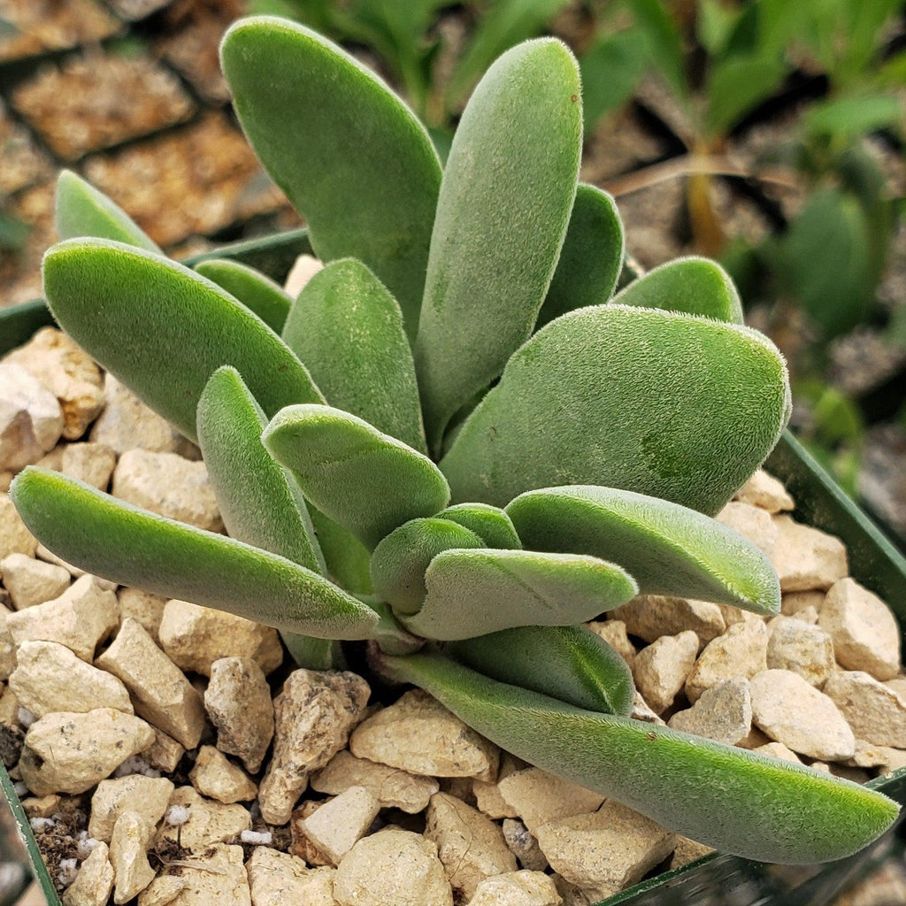 Crassula Cephalophora
