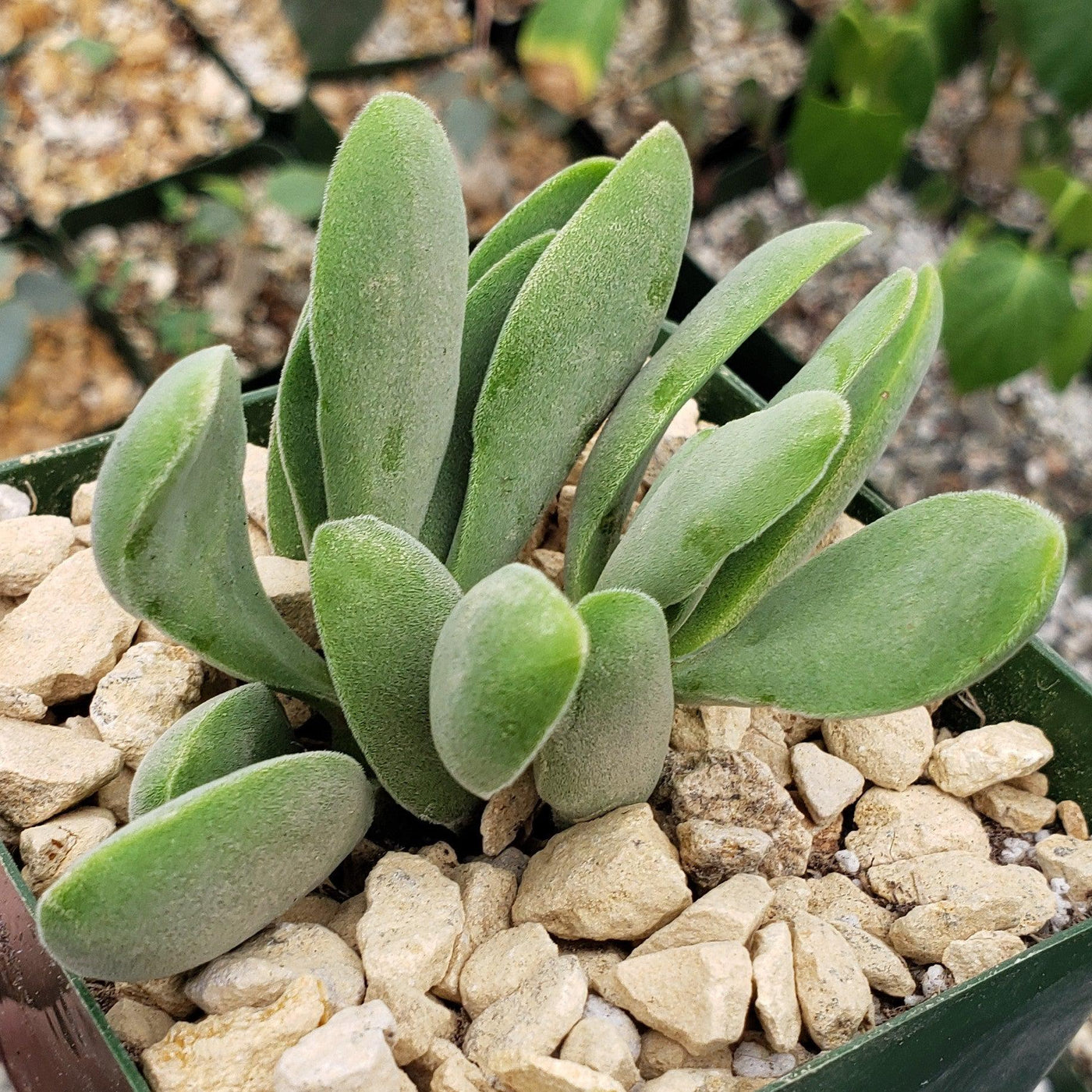 foliera succulent Crassula Cephalophora Succulent | Mini Propeller Plant