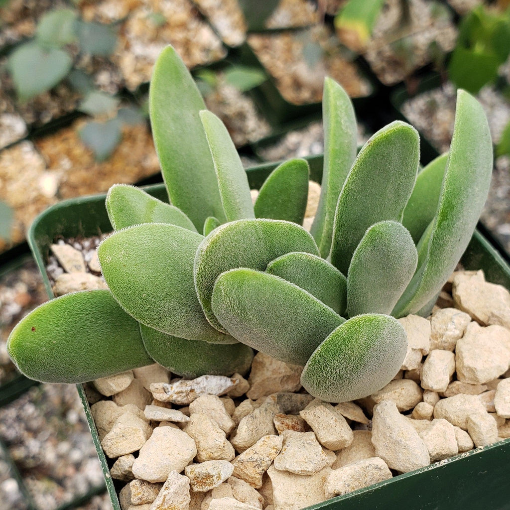 Crassula Cephalophora