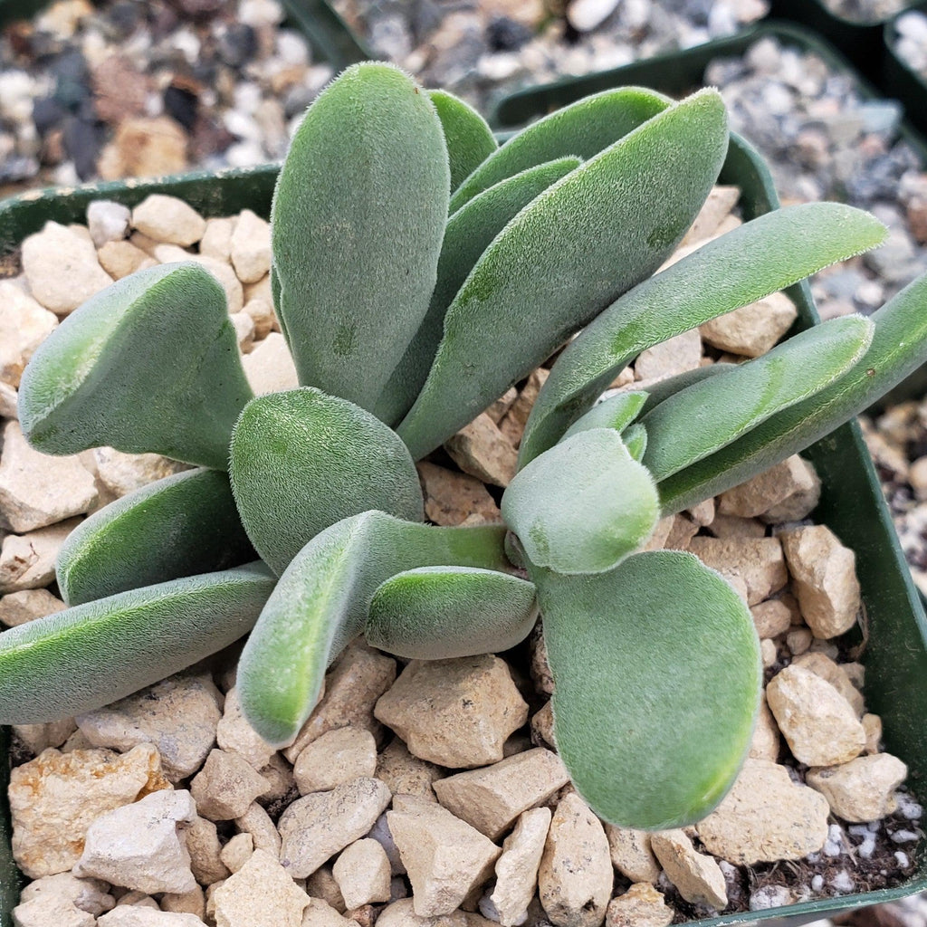 Crassula Cephalophora