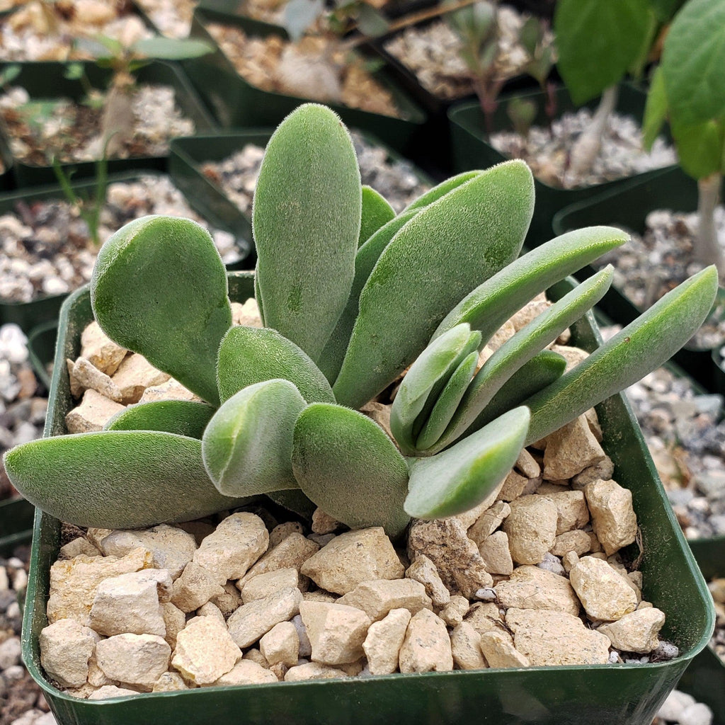 Crassula Cephalophora
