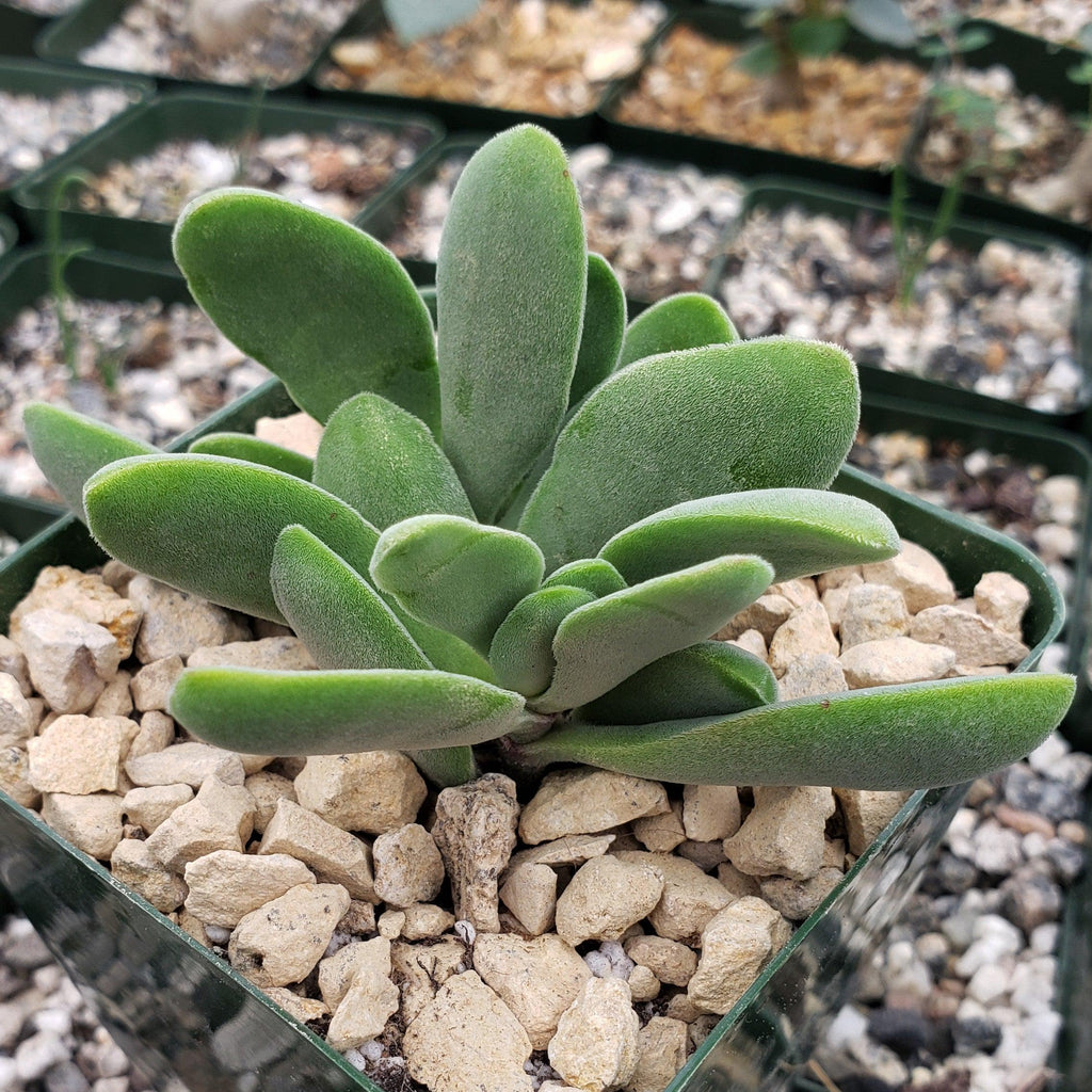 Crassula Cephalophora
