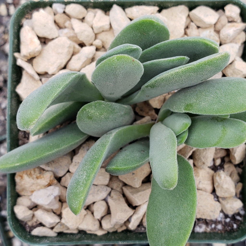 Crassula Cephalophora