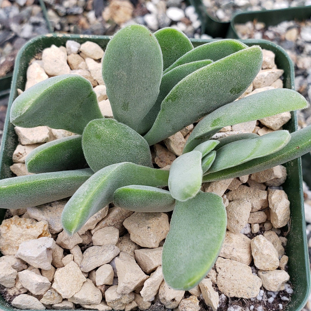 Crassula Cephalophora