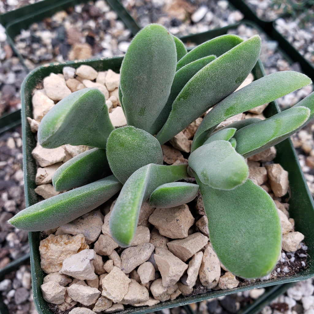 Crassula Cephalophora