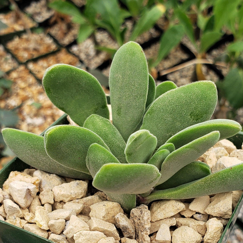 Crassula Cephalophora