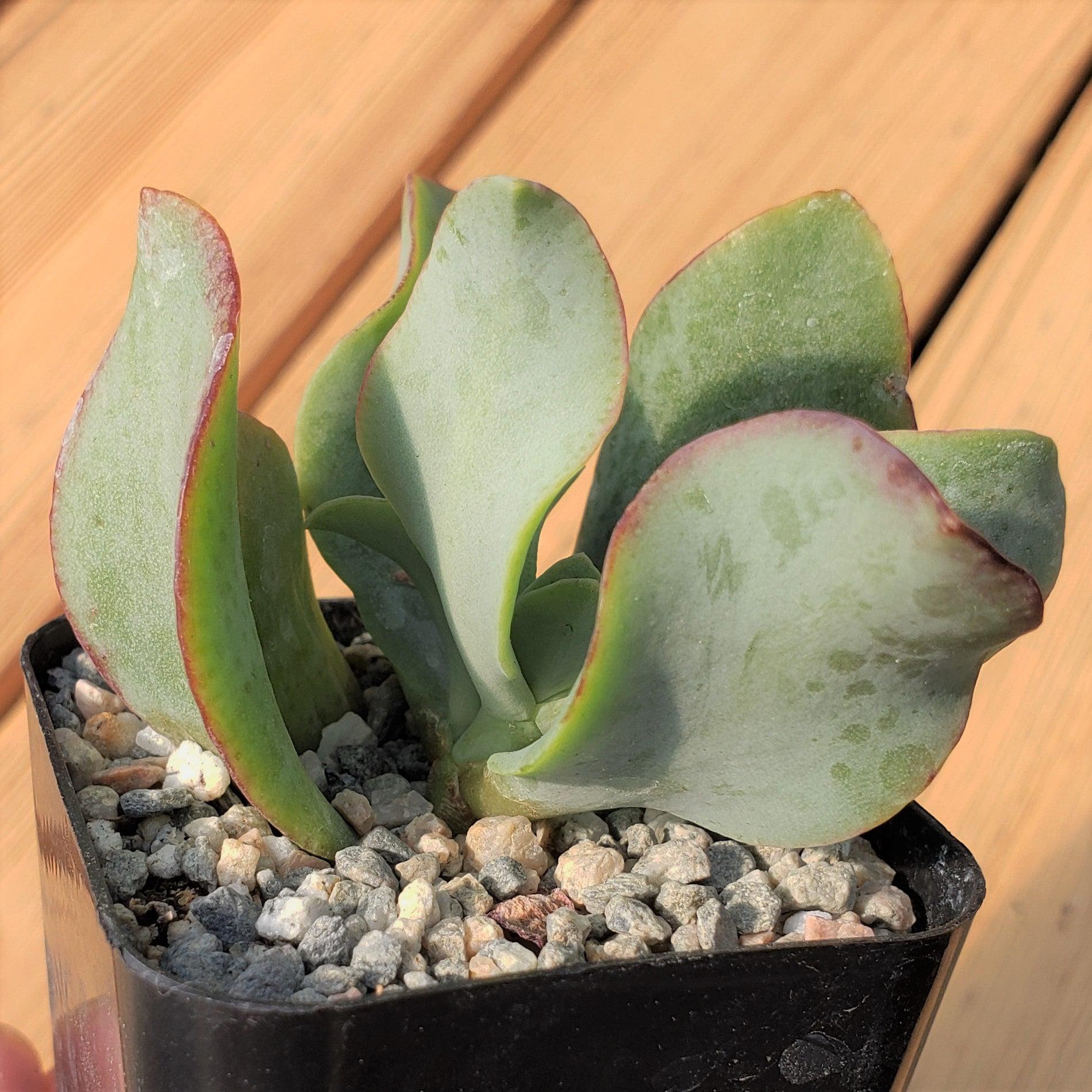 2 inch Crassula ovata undulatifolia