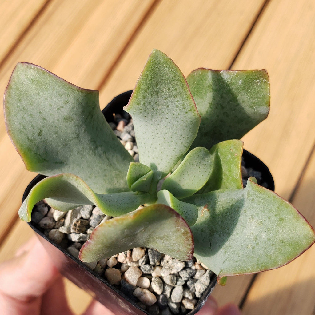 2 inch Crassula ovata undulatifolia