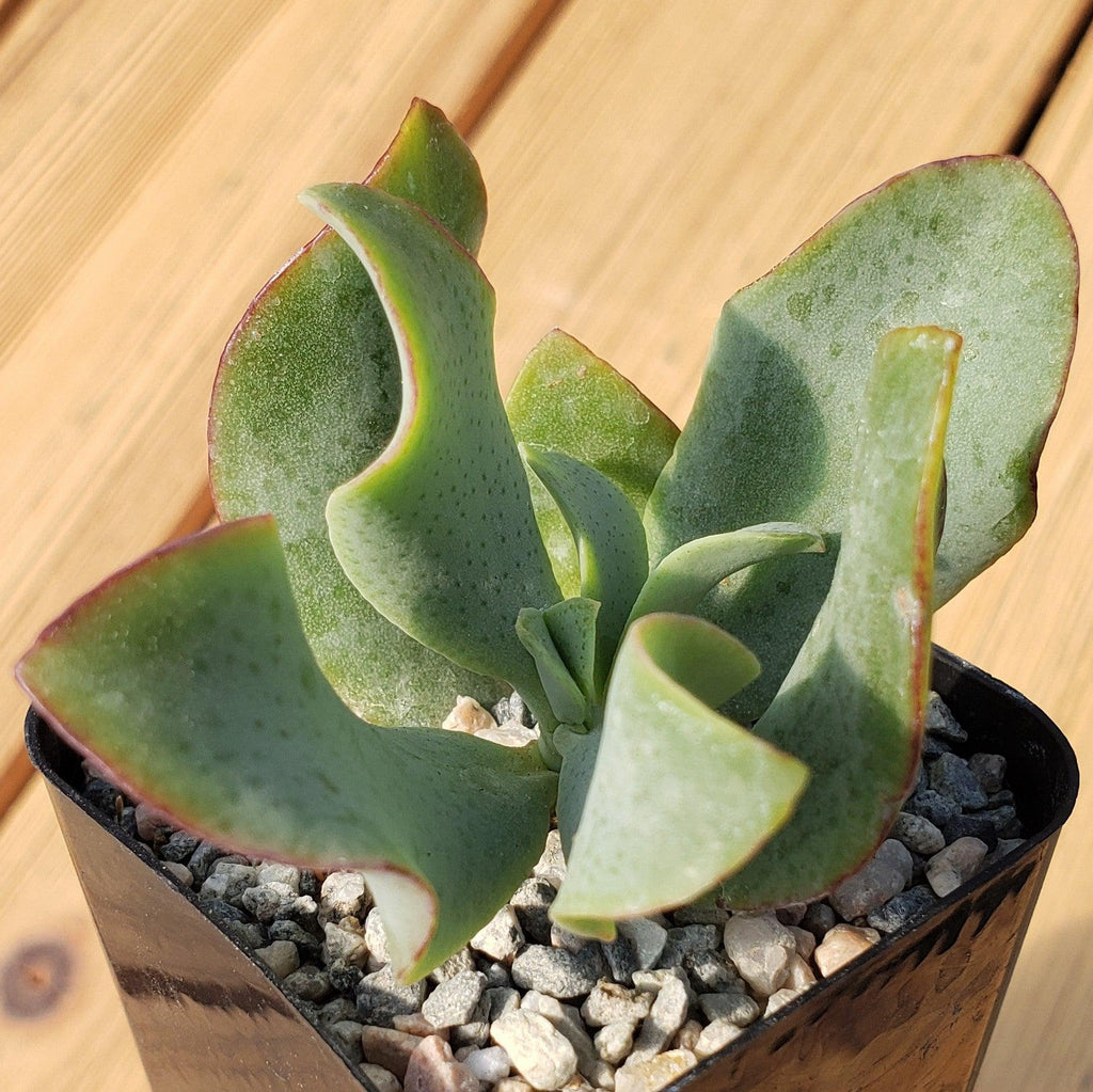 2 inch Crassula ovata undulatifolia