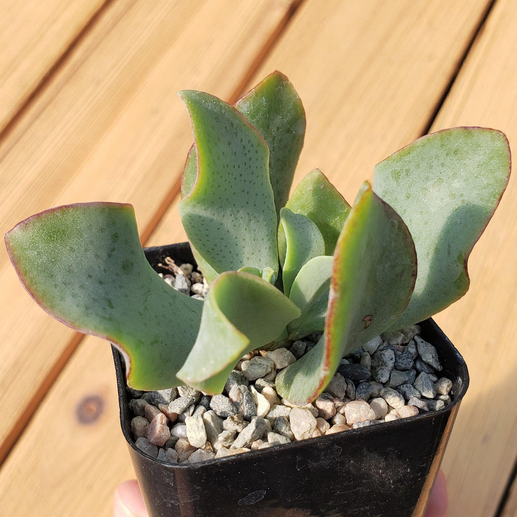 2 inch Crassula ovata undulatifolia