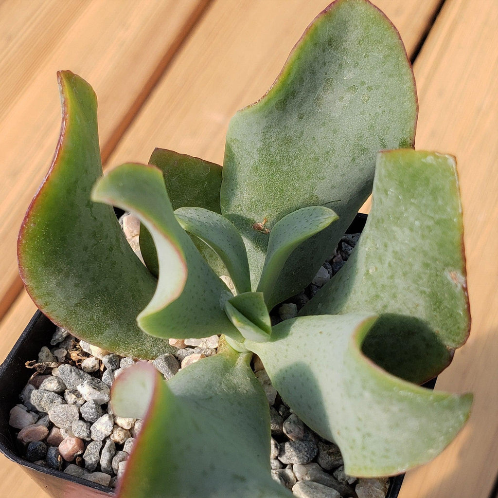 2 inch Crassula ovata undulatifolia