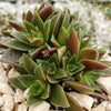 Crassula caput minima