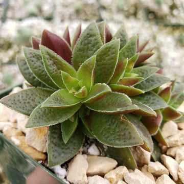 succulent triangular leaves 2 Inch Crassula caput minima