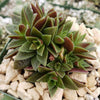 Crassula caput minima