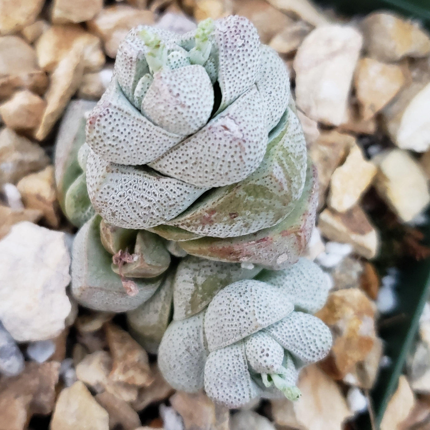 Crassula deceptor