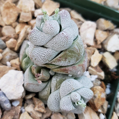 Crassula deceptor