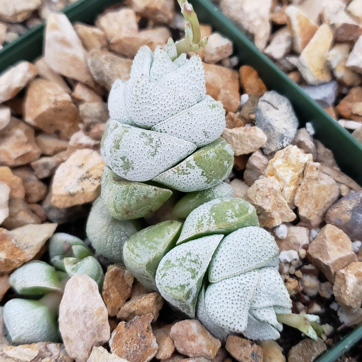 Crassula deceptor