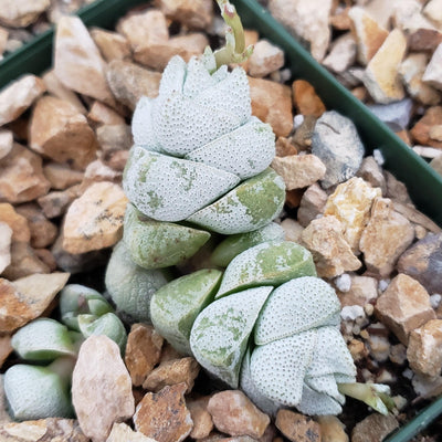 Crassula deceptor