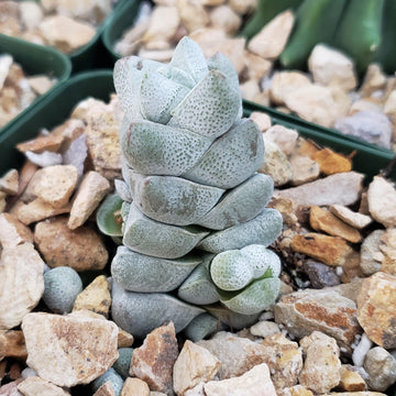 desert succulent crossword clue Crassula deceptor