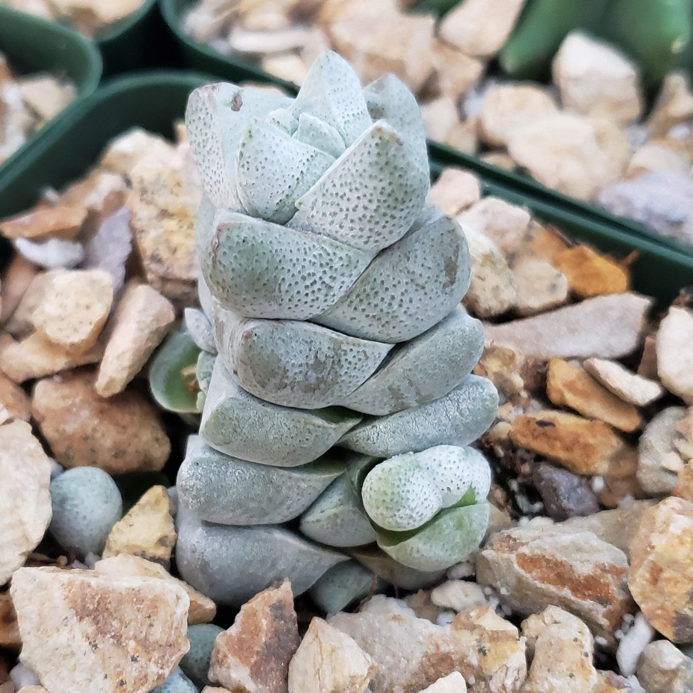 succulent d Crassula deceptor