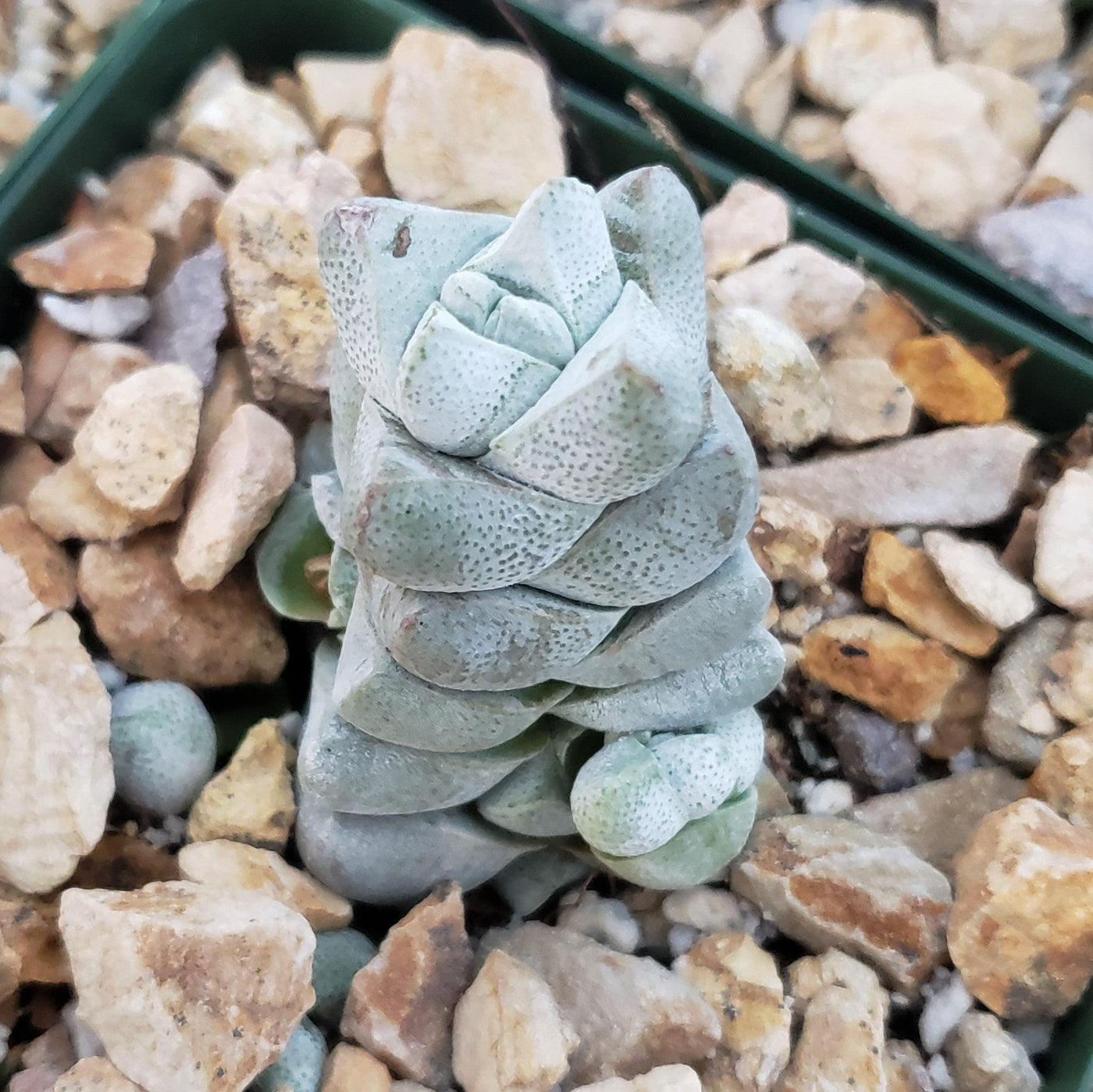 Crassula deceptor