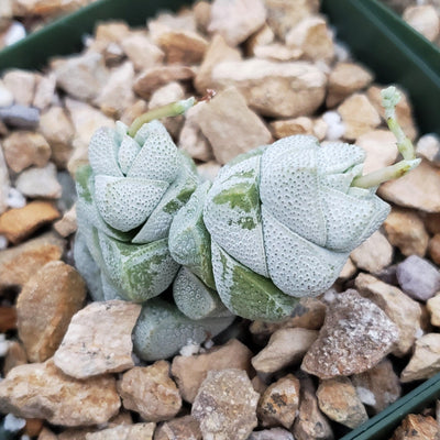 Crassula deceptor