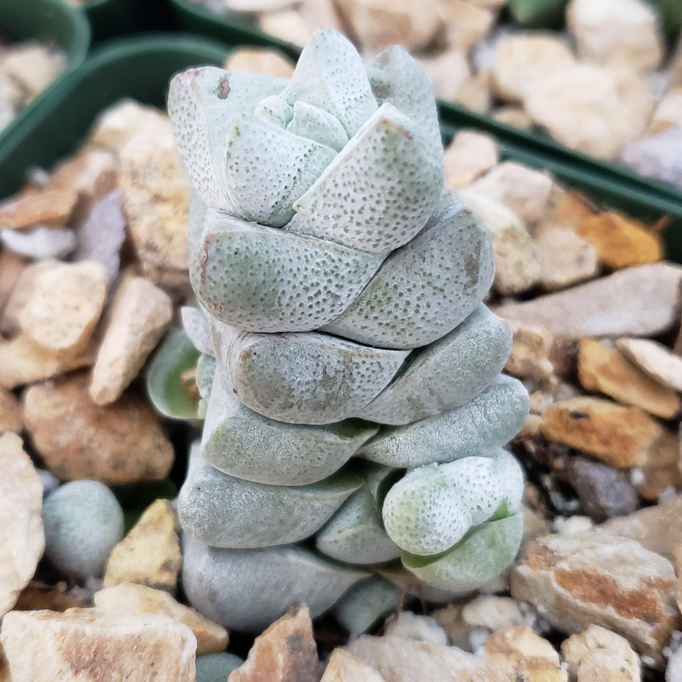 Crassula deceptor