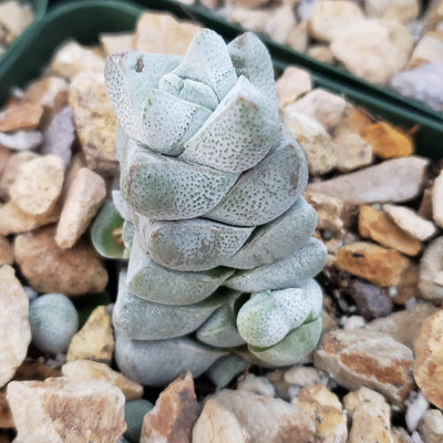 Crassula deceptor