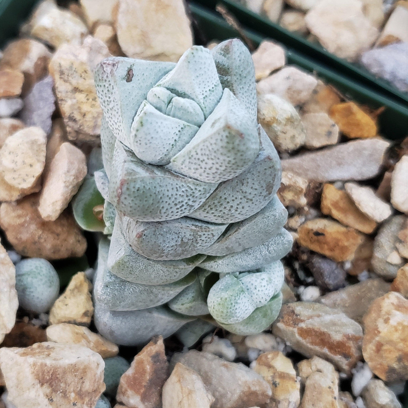 Crassula deceptor