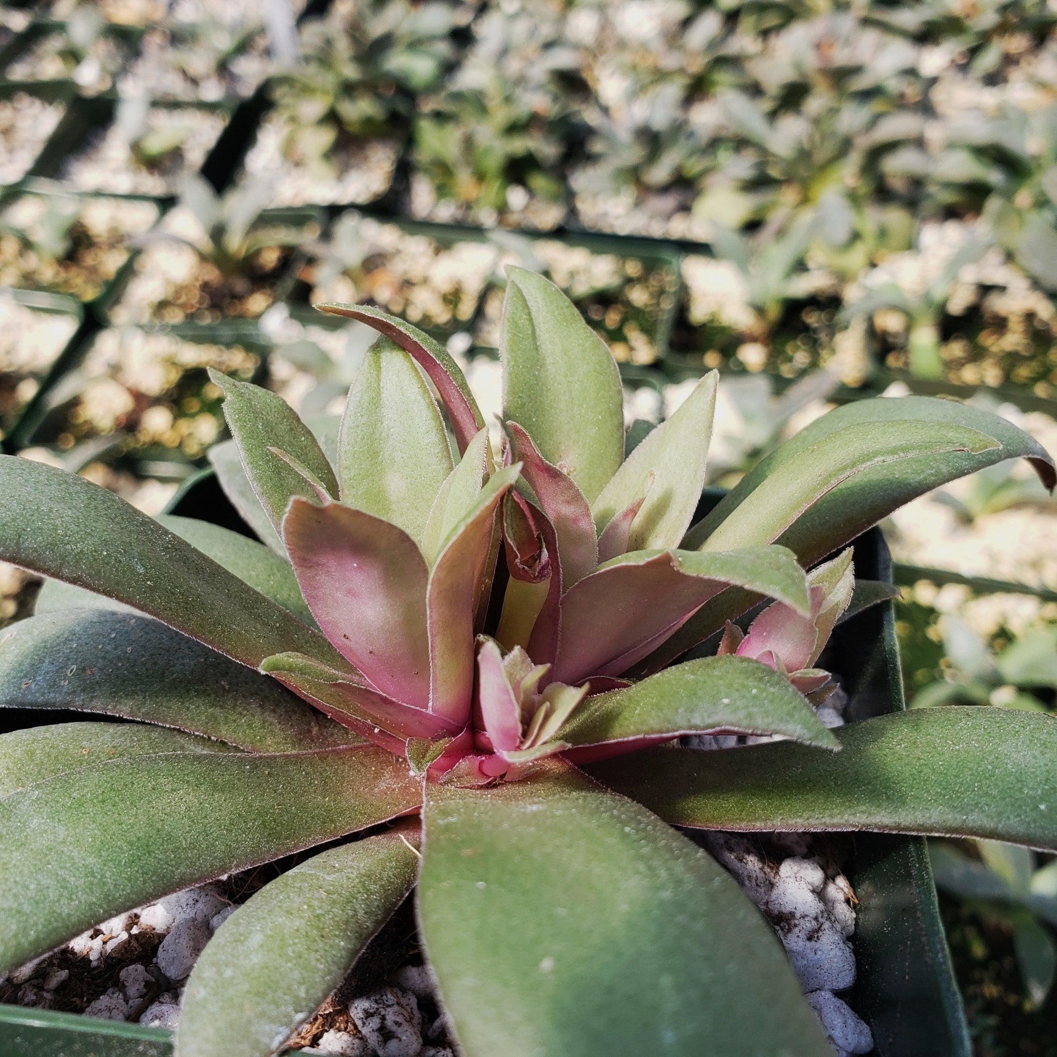 Crassula orbicularis rosularis