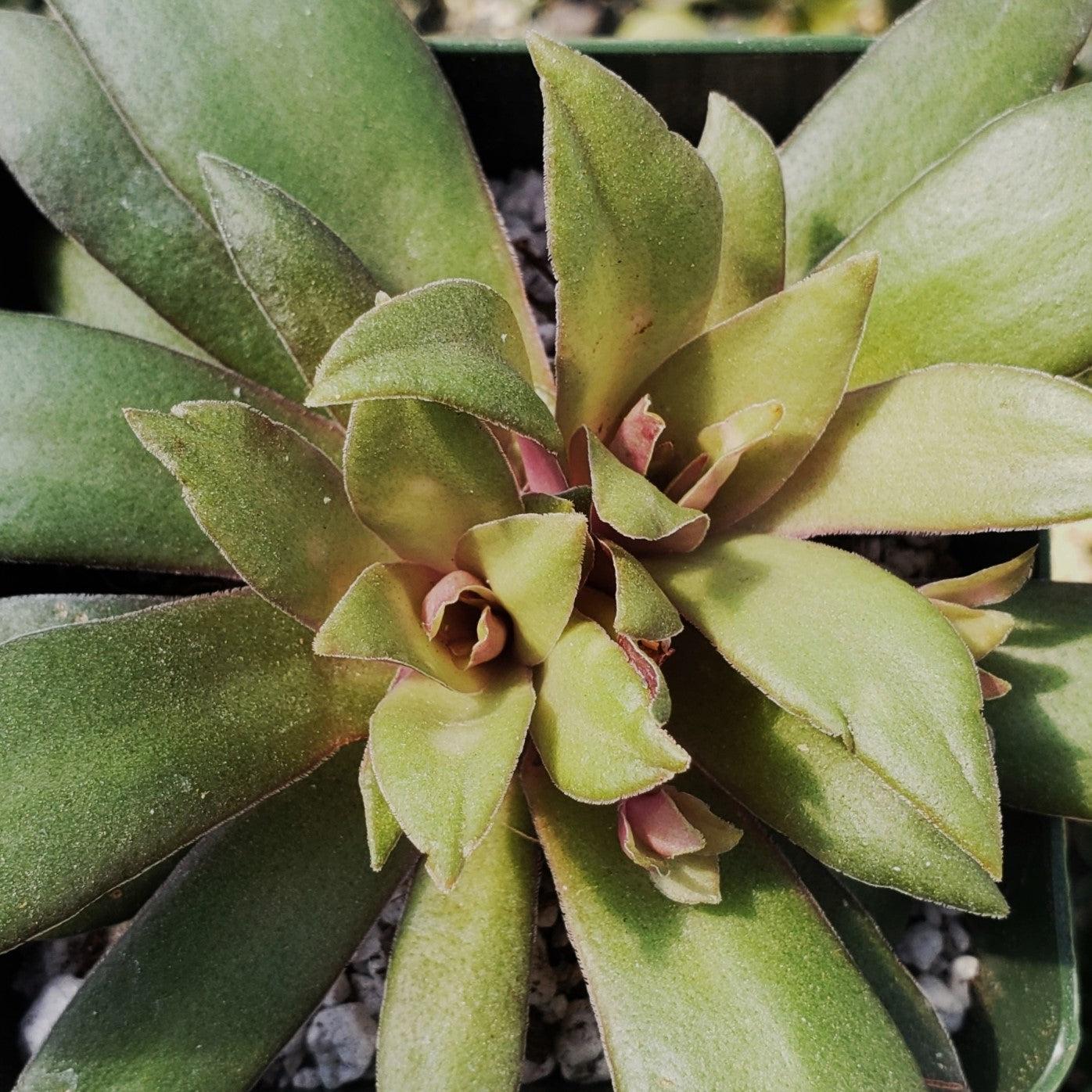 Crassula orbicularis rosularis