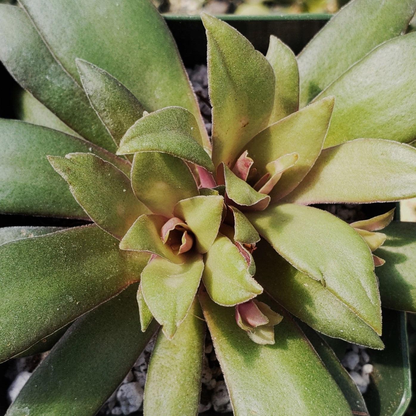 orbicularis succulent Crassula orbicularis rosularis