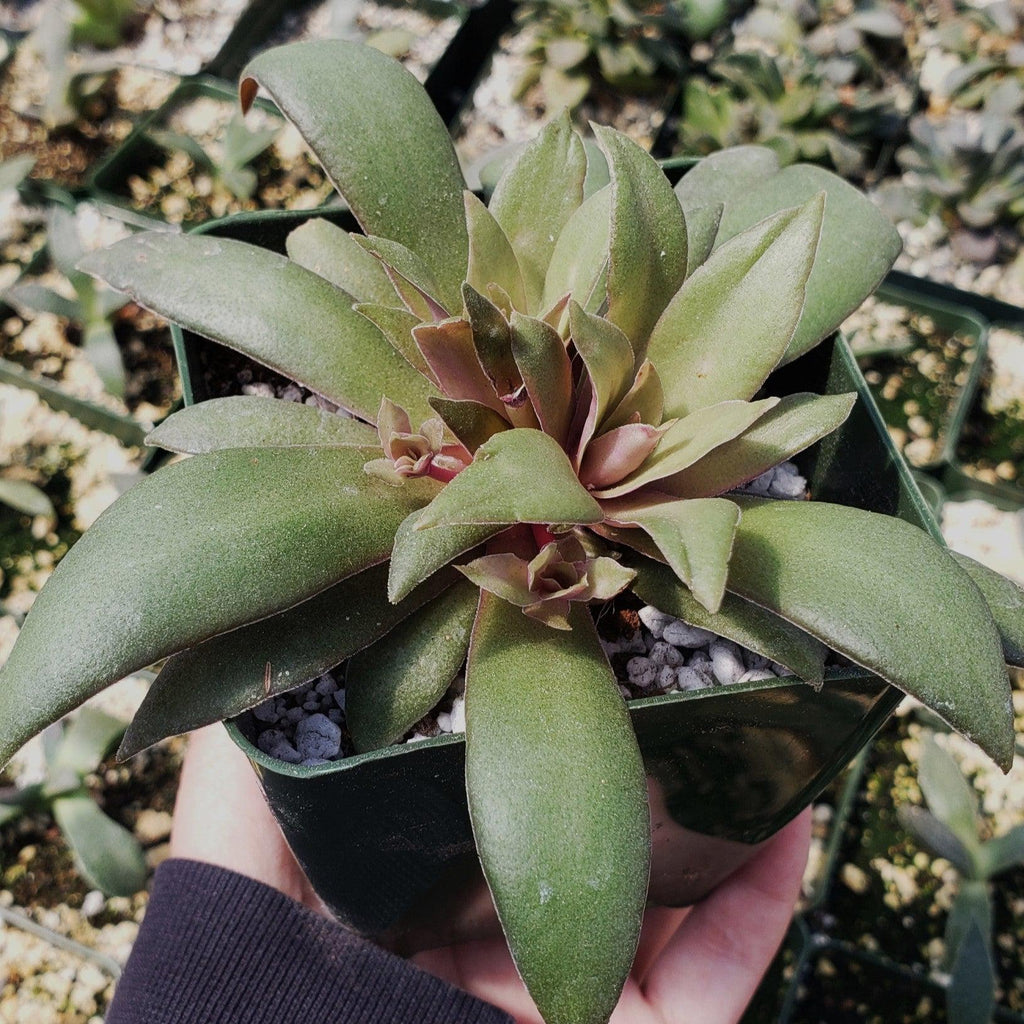 Crassula orbicularis rosularis