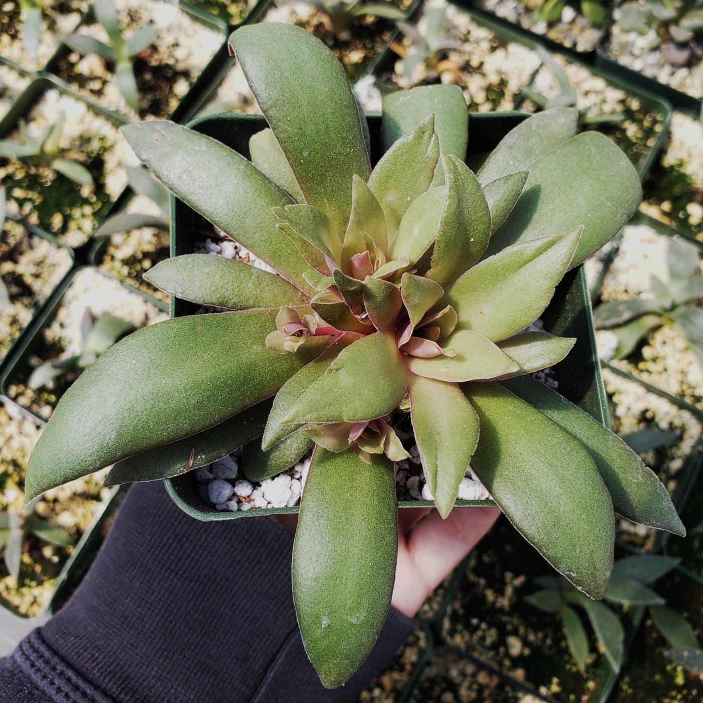 Crassula orbicularis rosularis