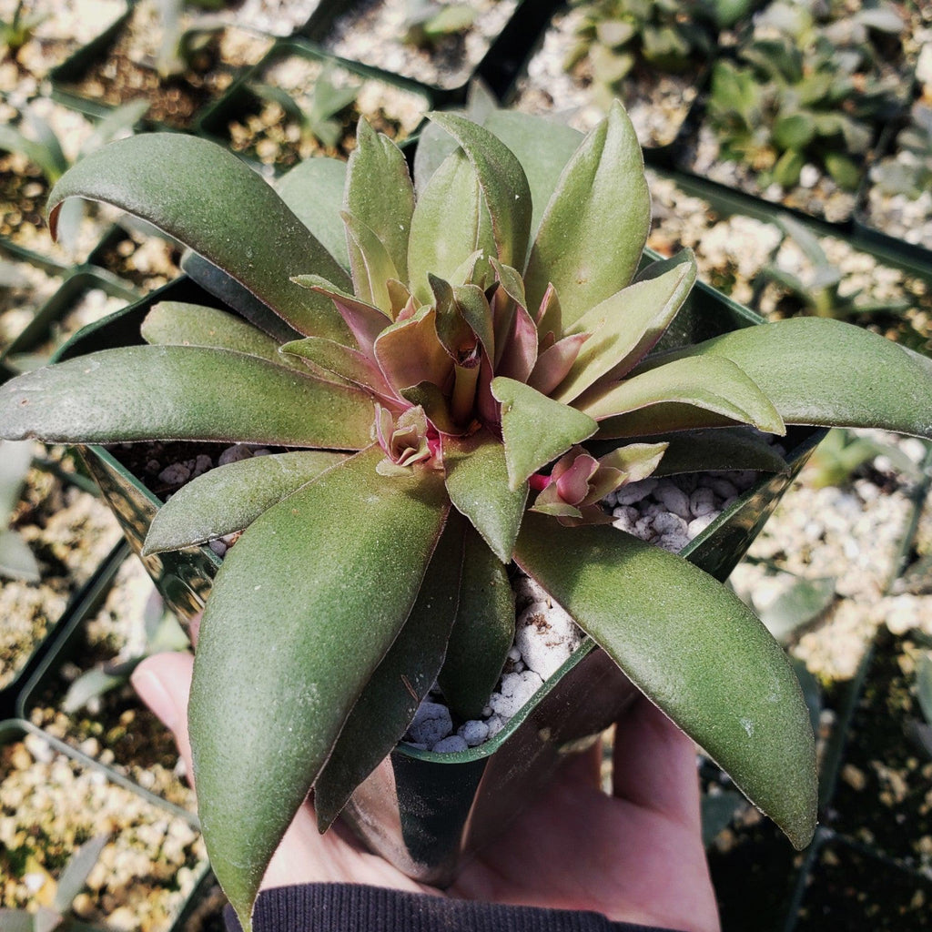 Crassula orbicularis rosularis