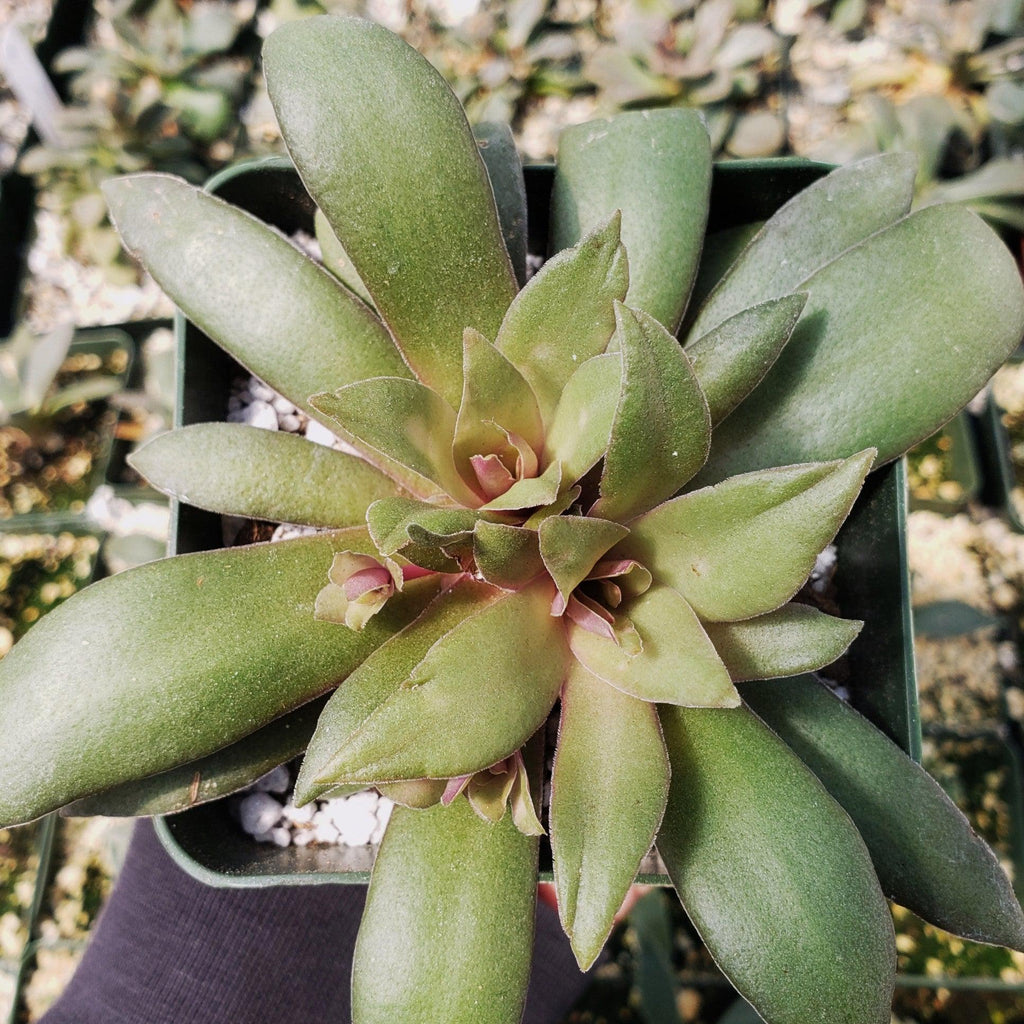 Crassula orbicularis rosularis