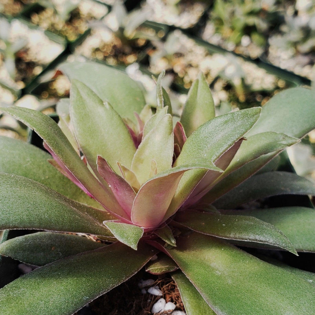 Crassula orbicularis rosularis
