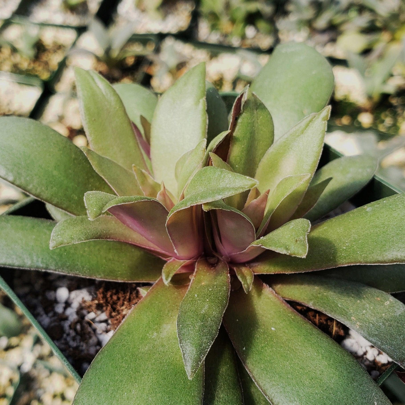 orbicularis succulent Crassula orbicularis rosularis