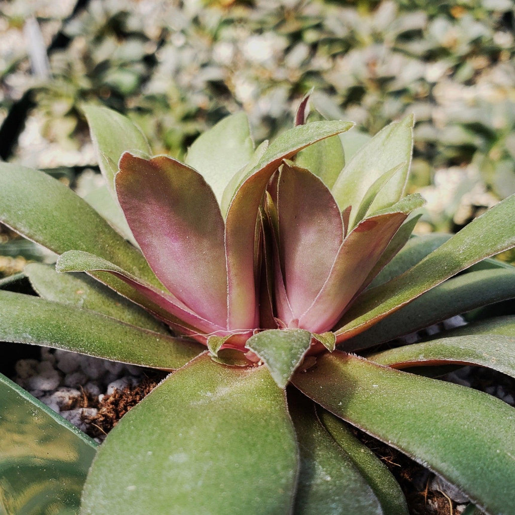 Crassula orbicularis rosularis