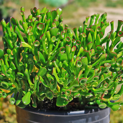 ogre ear jade plant Shop 'ET's Fingers - Shrek Ears 'Crassula Ovata Gollum Jade' care and Info