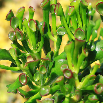 red stem green leaves succulent ET's Fingers-Shrek Ears 'Crassula ovata Gollum Jade'