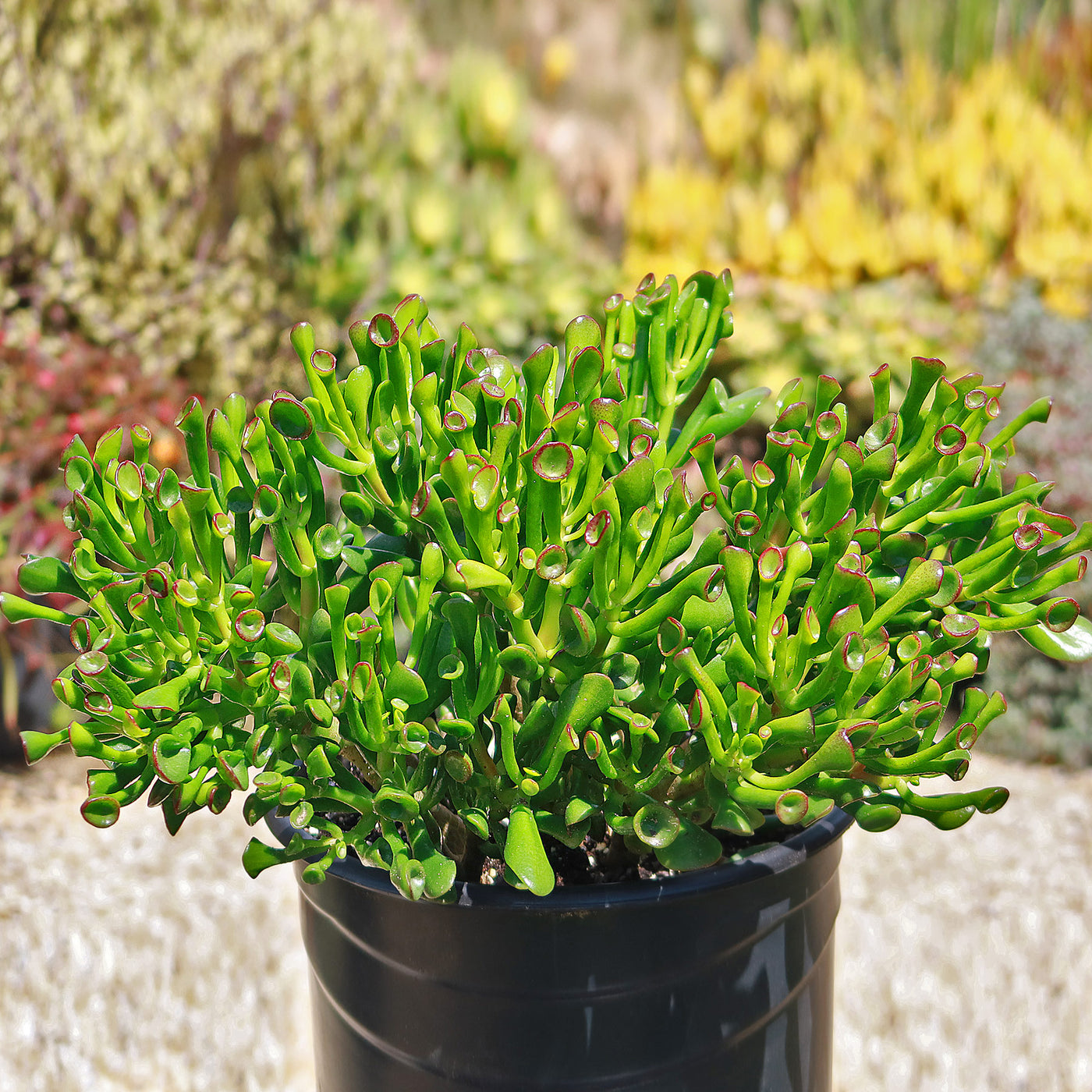 shrek jade plant Shop 'ET's Fingers - Shrek Ears 'Crassula Ovata Gollum Jade' care and Info