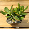 Jade Plant ‘Crassula ovata’