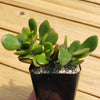 Jade Plant ‘Crassula ovata’