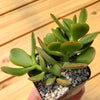 Jade Plant ‘Crassula ovata’