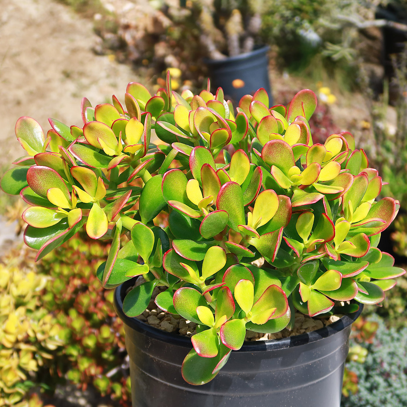 yellow jade plant Botany Bay Jade Plant